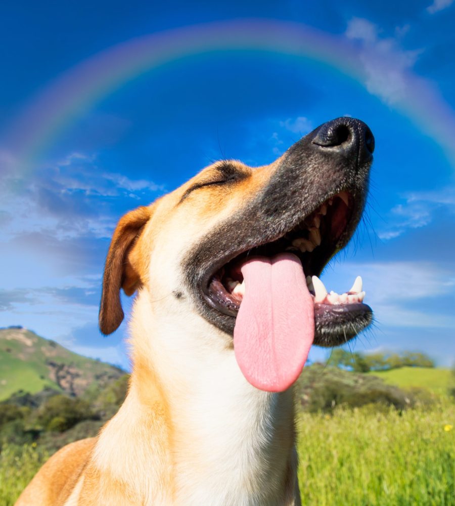 A low angle shot of a cute dog captured under the rainbow in the blue sky