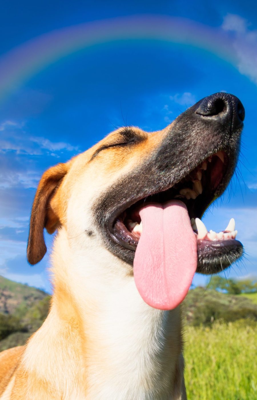 A low angle shot of a cute dog captured under the rainbow in the blue sky